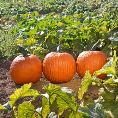 Picture of Pumpkin Kratos